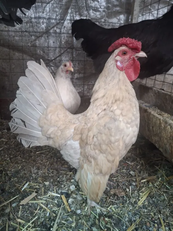 Япон хороз,товук,жужа 100000 — фото 7