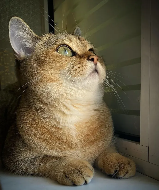 Кошка золотая шиншилла (стерилизована)