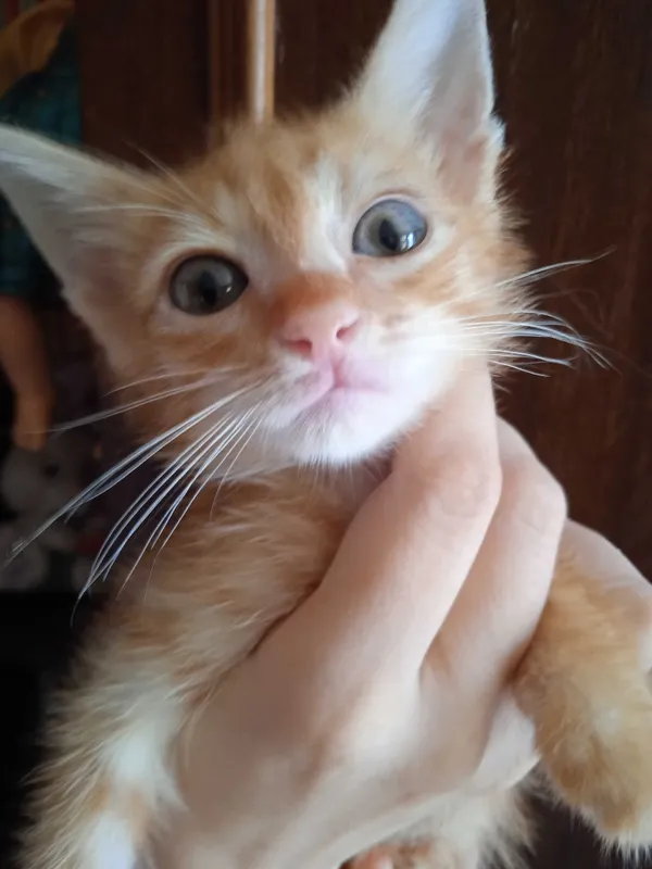 Рыжий котёнок, мальчик, 3 месяца. 7 Рыжий котёнок, мальчик, 3 месяца. 7