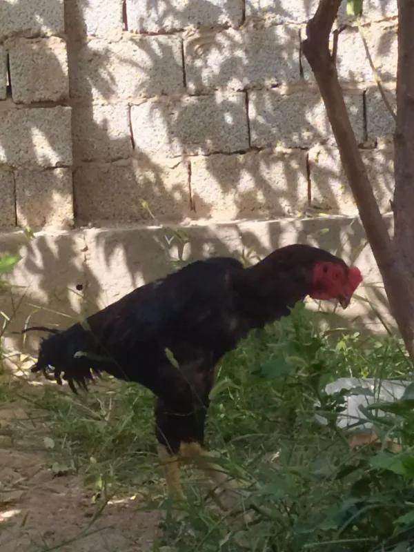 Dakan xoʻroz sotiladi 3 Dakan xoʻroz sotiladi 3