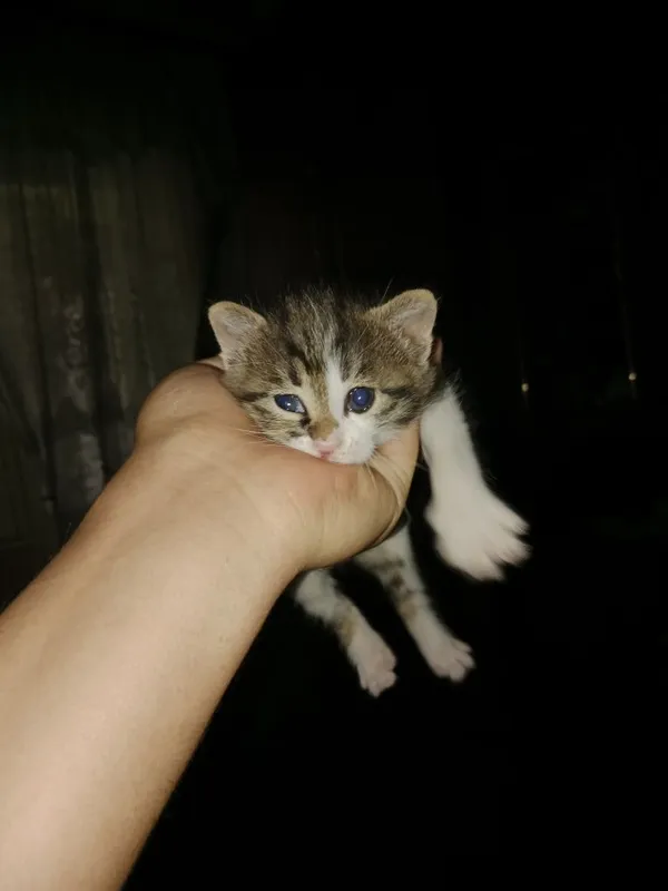 Маленькие котята отдаются бесплатно в хорошие руки 1 Маленькие котята отдаются бесплатно в хорошие руки 1