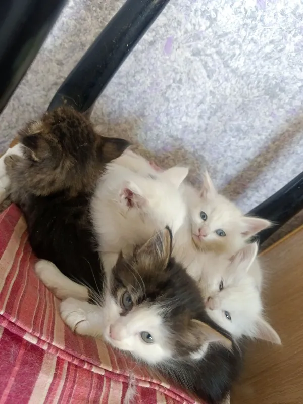 Mushuk Turkish Angora — фото 1
