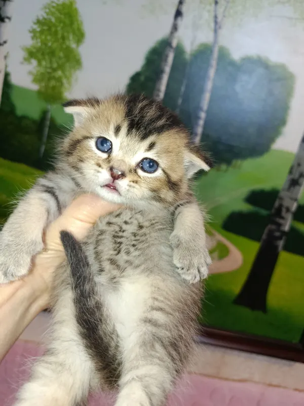 Продается молодая кошечка золотая шиншилла — фото 7