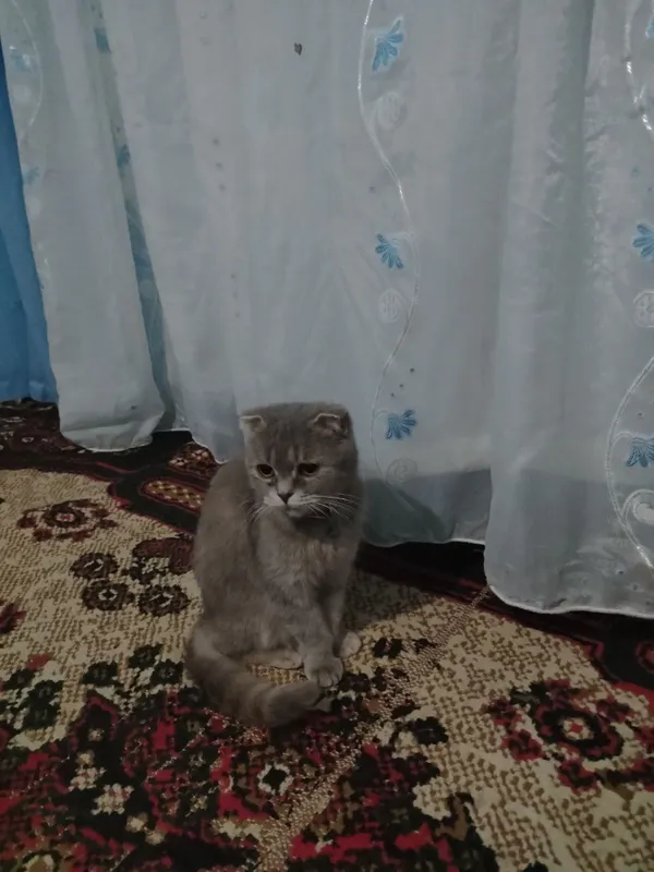 Scottish fold mushuk sotiladi! — фото 1