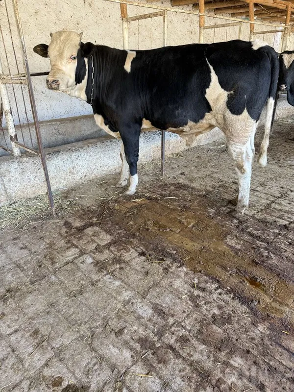 Buqa 9 oylik gibrit semintalga rasiya buyi 125+ vazni 400 kg 1 Buqa 9 oylik gibrit semintalga rasiya buyi 125+ vazni 400 kg 1
