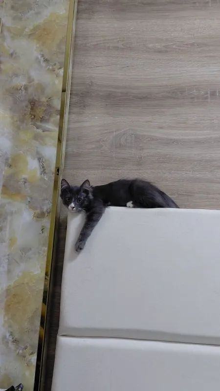 Отдам даром котёнка 2 Отдам даром котёнка 2