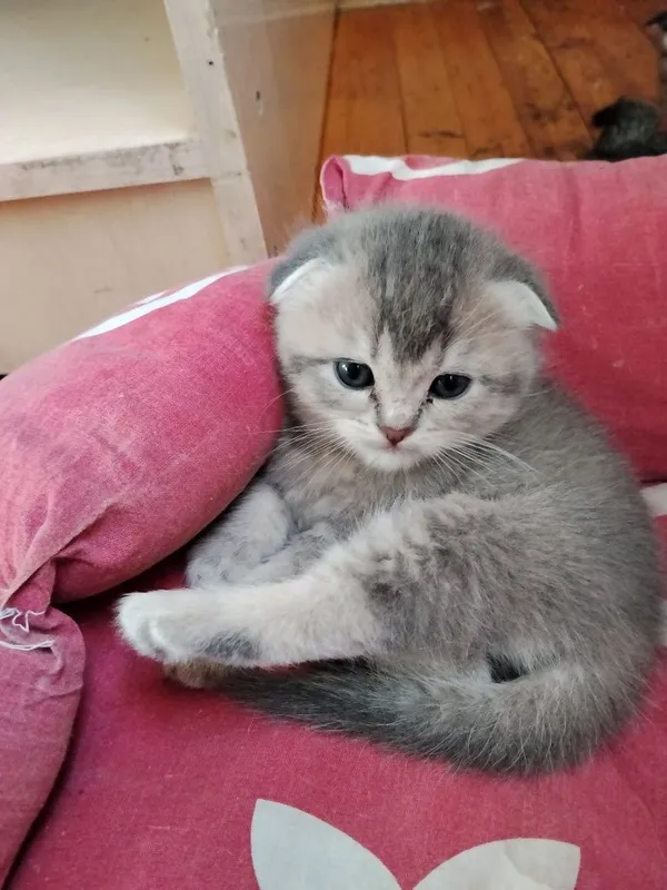 Срочно Продаётся котят — фото 1