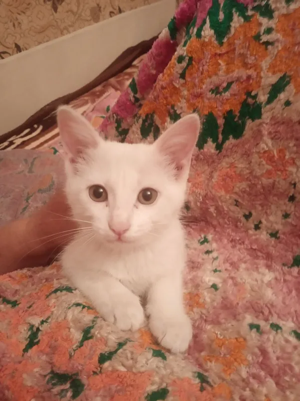Продаются котята! — фото 3