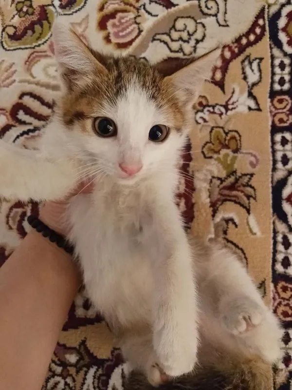 Tekinga mushuk beriladi