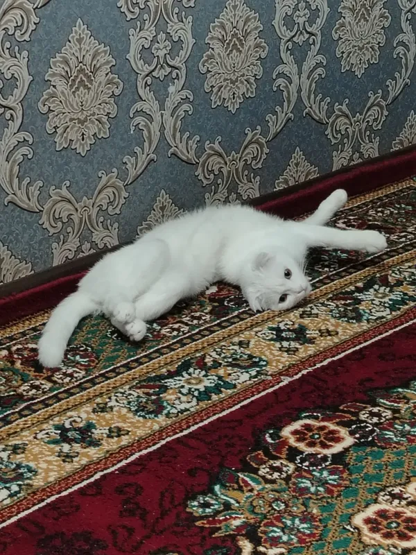 Продаётся кошка с котятами 3 Продаётся кошка с котятами 3