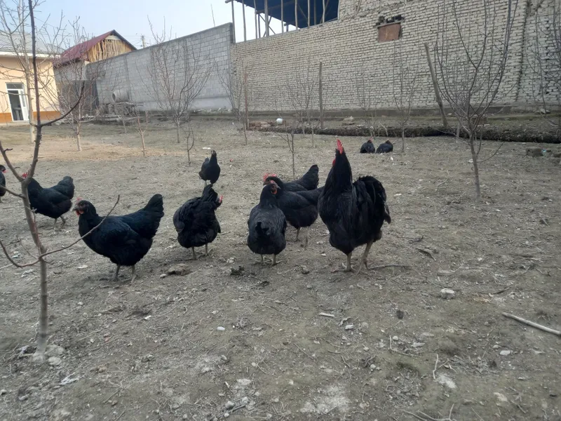 Кора шахзода тухумларига заказ оламиз 2