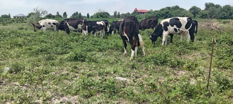 G’onajinlar sotiladi 1 G’onajinlar sotiladi 1