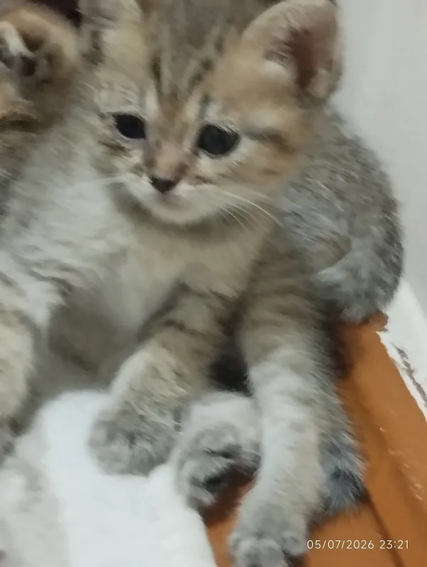 котёнок породы шилшила котёнок породы шилшила