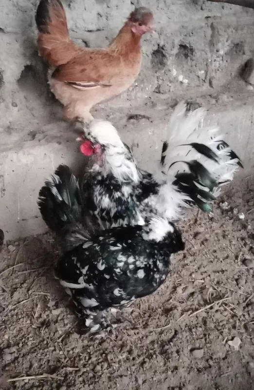 Японка тухумлари — фото 2