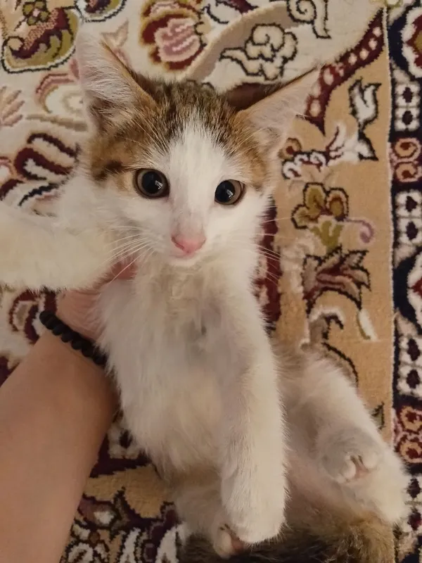 Mushuk bolasi tekinga beriladi