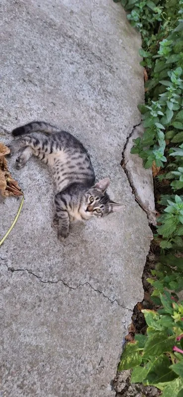 Отдадим котёнка в добрые руки. Мальчик 3 мес. 2 Отдадим котёнка в добрые руки. Мальчик 3 мес. 2
