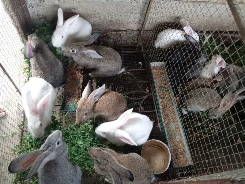 Quyonla sotiladi 50 mingdan 400 yuz mingacha 2