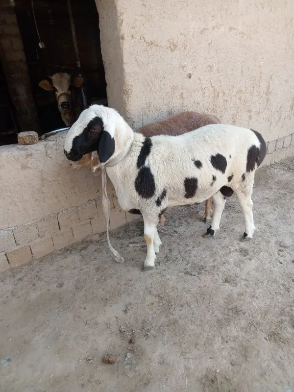 . Qo'chqorla sotiladi