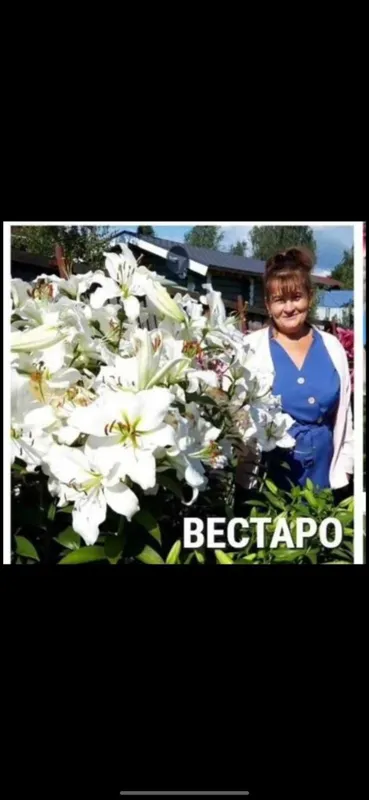 Луковицы лилий гигантов сорт Вестаро белый