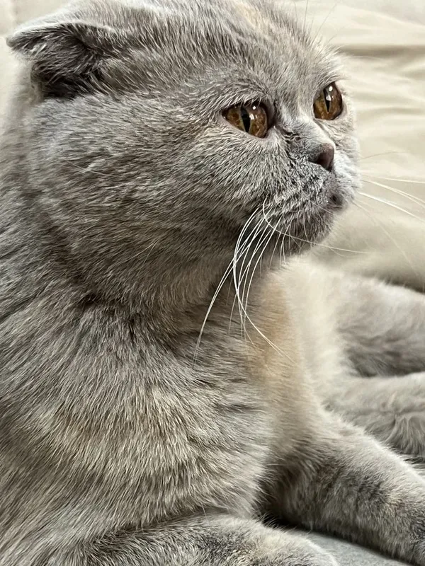 Продается кошка, 1,5 год, вязка: с британским скоттик х фолд — фото 1