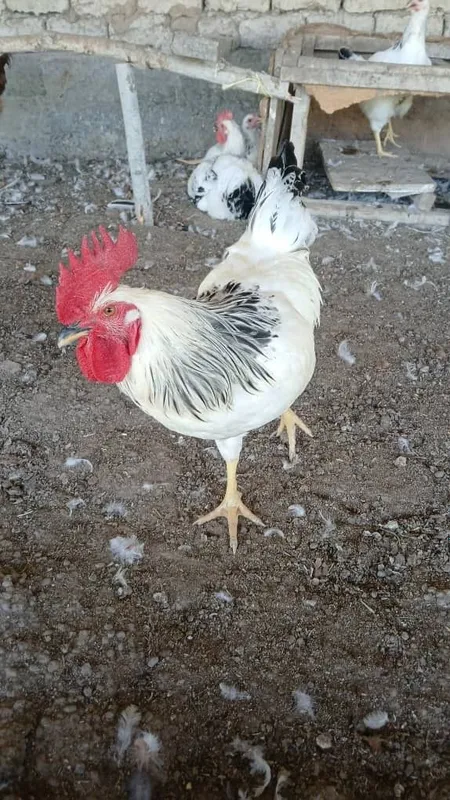 Adler xorozlari 25 bor 2 Adler xorozlari 25 bor 2