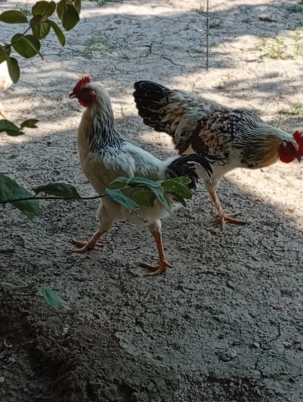 Horozlar sotiladi 6 oylik 5 Horozlar sotiladi 6 oylik 5