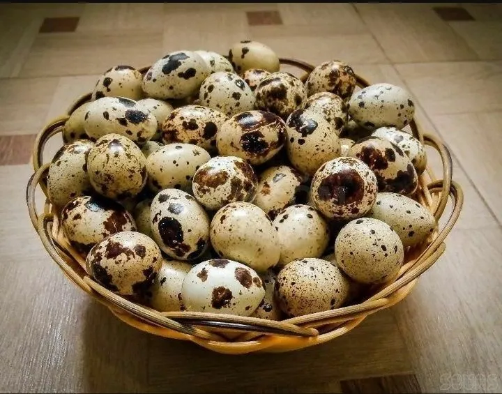 Optim Bedona tuxum