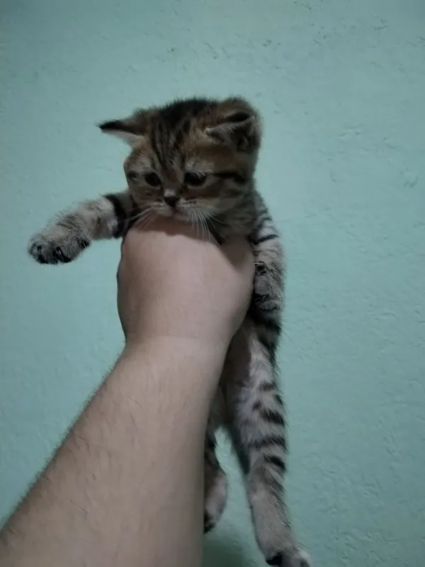 Skotish strayt mushukchalar sotuvda 1 Skotish strayt mushukchalar sotuvda 1