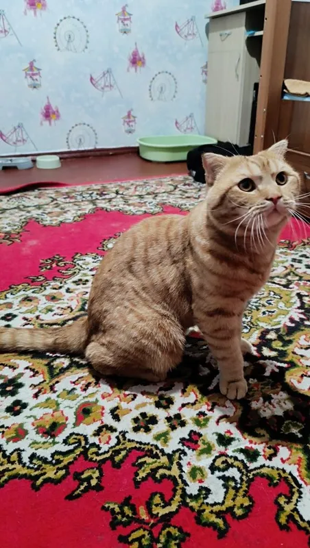 вязка шотландский скотч-фолд 3