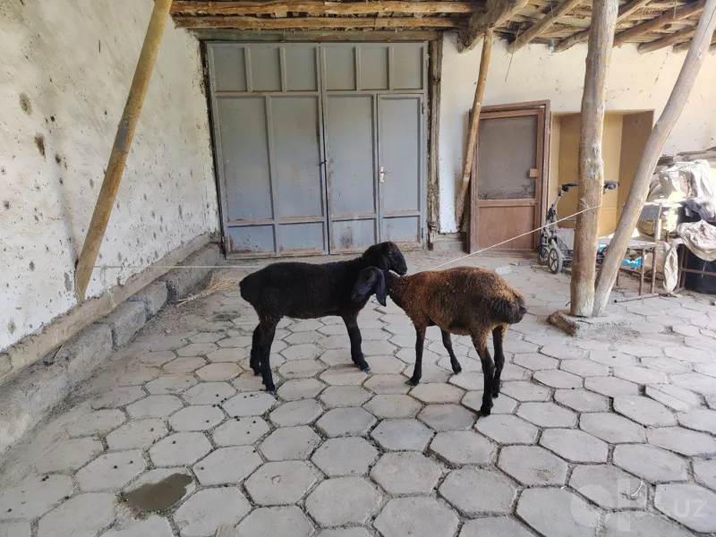 Moda qazoqqi barralar sotiladi. 2 Moda qazoqqi barralar sotiladi. 2