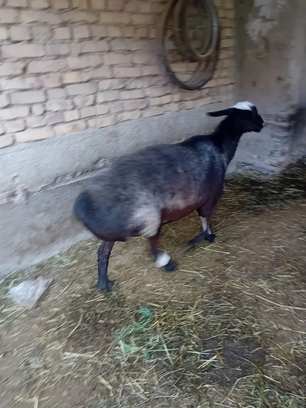 Yirik tirik vazni 90-100 kg atrogida.Egizchi bo'g'oz qo'y