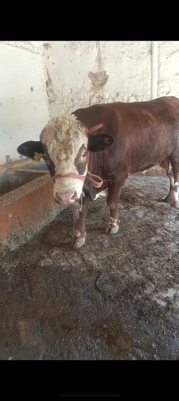 Buqa sotiladi yeb ichishlari zur 1 Buqa sotiladi yeb ichishlari zur 1