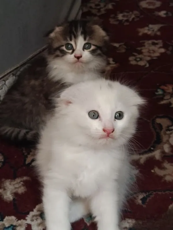 Scotsh fold toza qonli 2 Scotsh fold toza qonli 2
