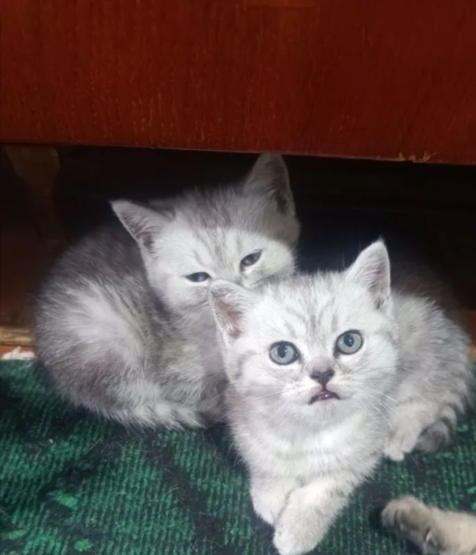 Срочно продаются котята — фото 3