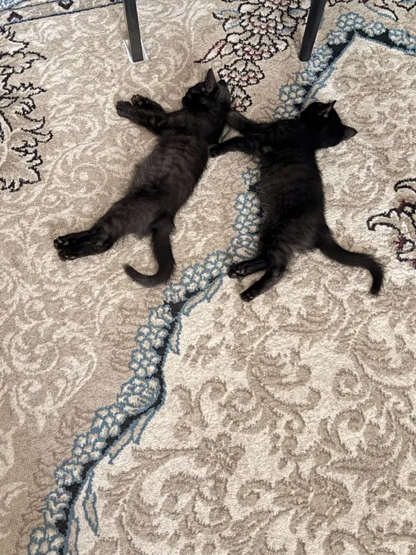 Чёрные котята от персидской кошки в добрые руки 4 Чёрные котята от персидской кошки в добрые руки 4