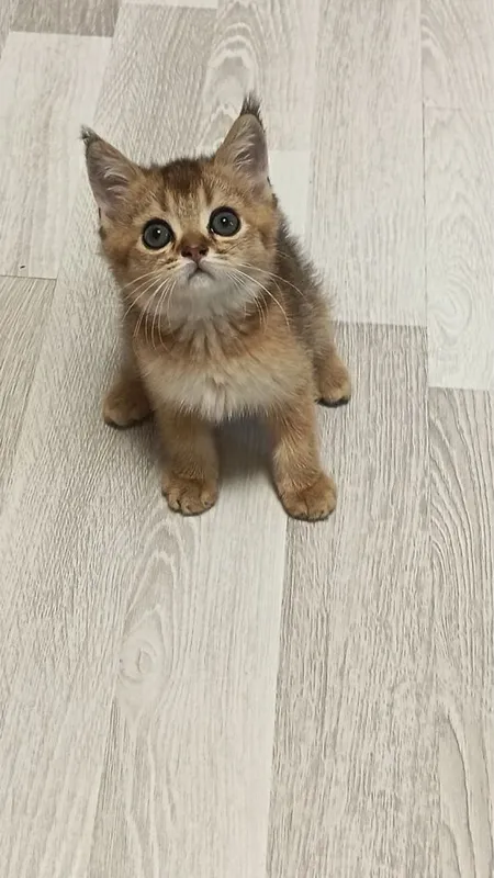 Продаются котятки