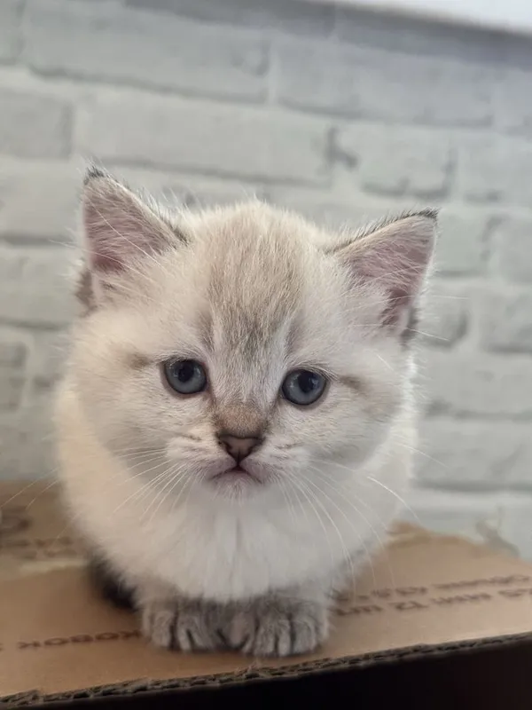 Продается кошкаа — фото 1