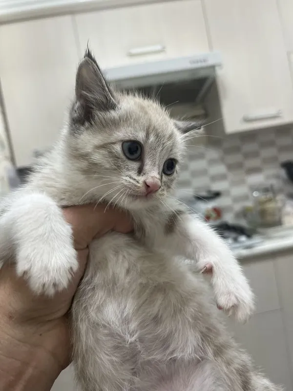 Продаются котята — фото 2