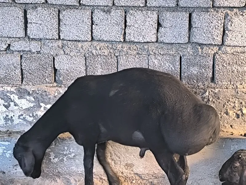 Qoylari sotiladi 7 oyli qozi qochqorla 1