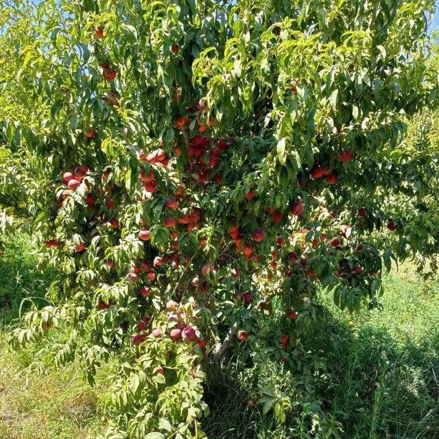 Шафтоли кучатлари сотувда — фото 1