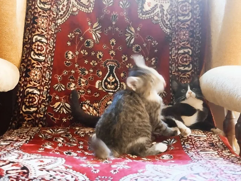 Mayin, ikki rangli, kichik zotli mushukcha, 6 oylik, mehribon qo‘llarga 4