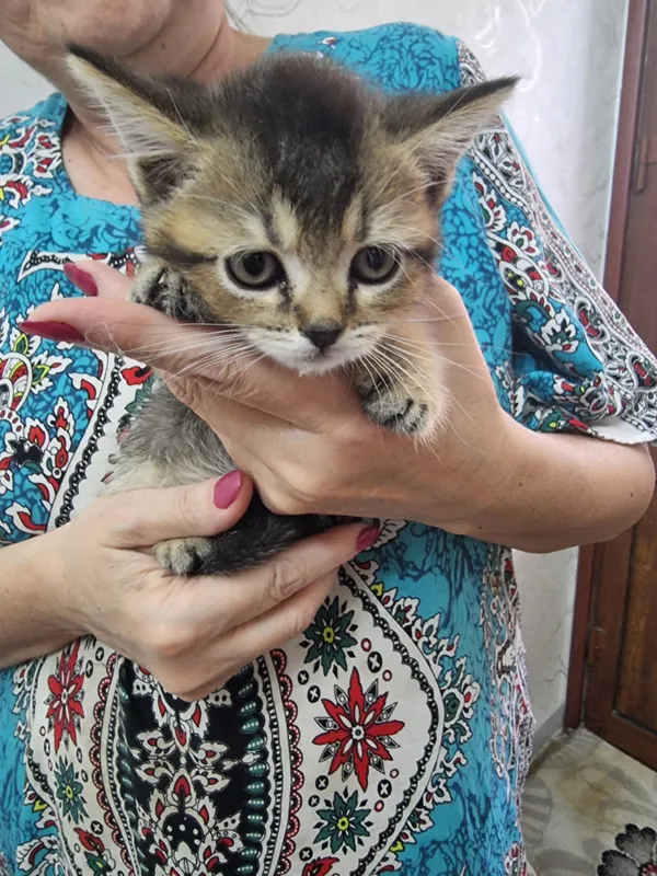 Котята скоттиш фолд и страйт золотые шиншилла 4