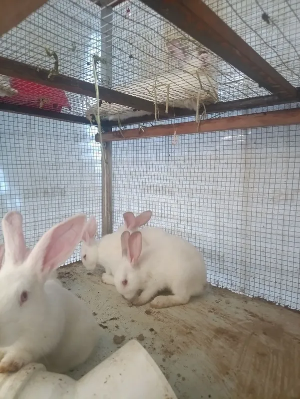Quyon bolachalari 2 Quyon bolachalari 2