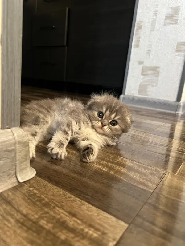 Очаровательные котята 3 Очаровательные котята 3