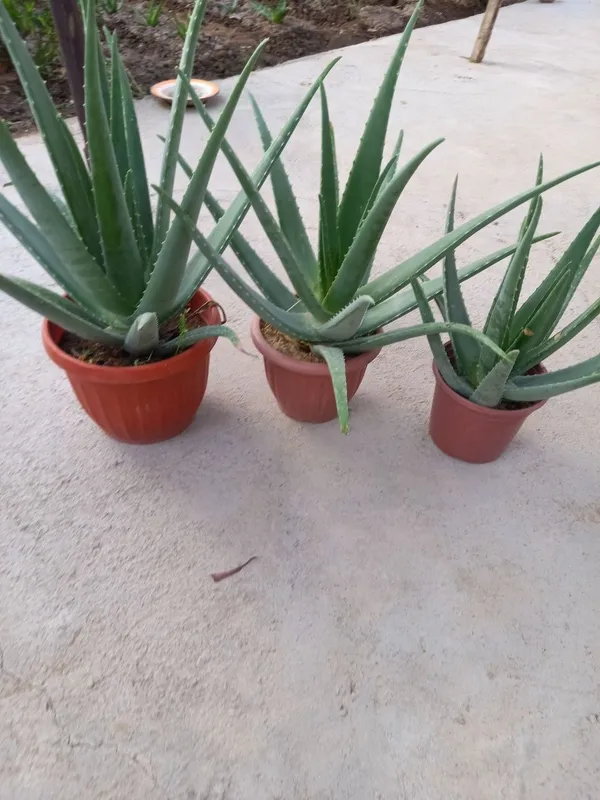 Aloe vera 4