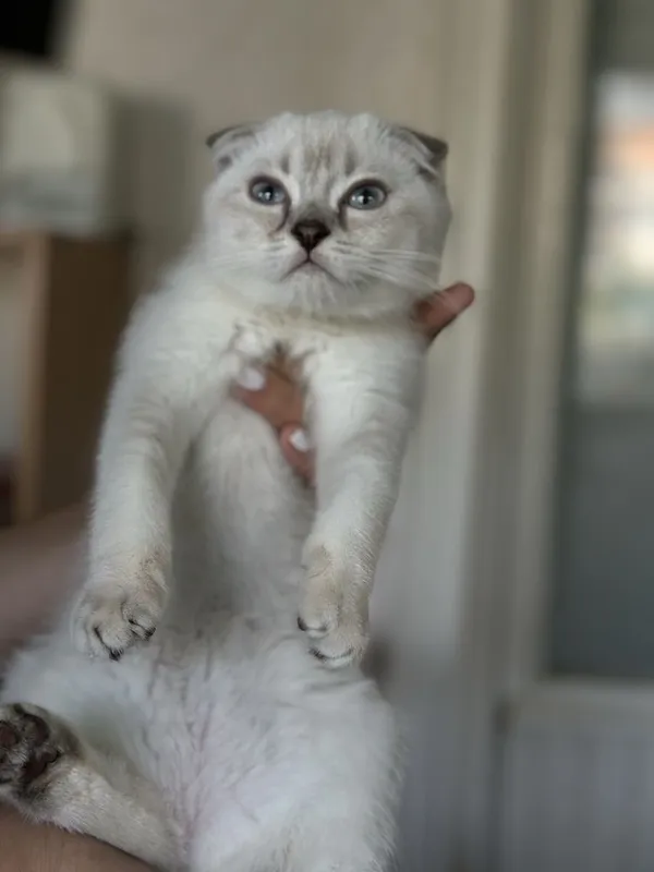 Sifatli, zotdor mushuklar sotiladi. Scottish fold, Britan zotlari 2 Sifatli, zotdor mushuklar sotiladi. Scottish fold, Britan zotlari 2
