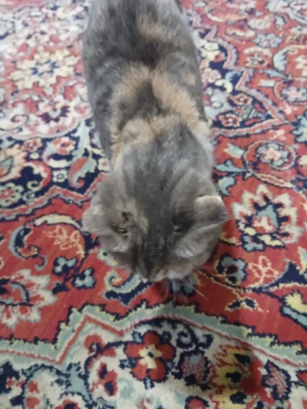 Скоттиш флод киз боласи — фото 4
