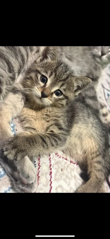 котята даром в добрые руки — фото 1