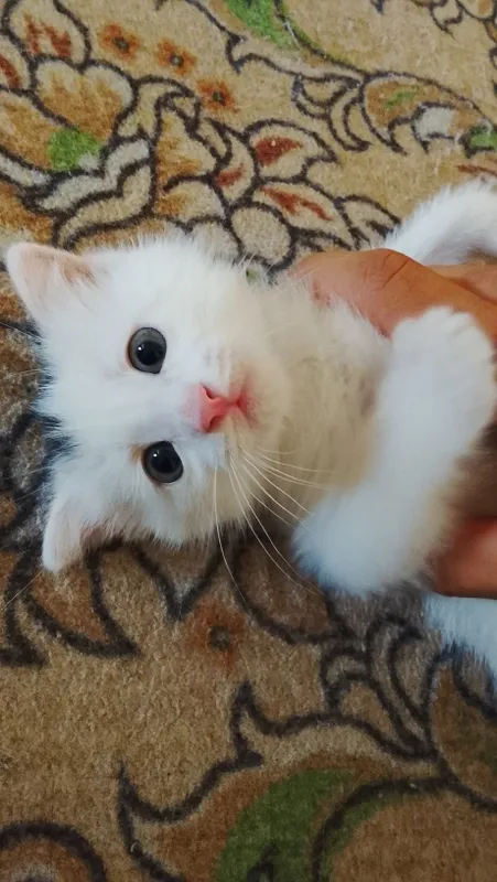 Продаётся кошка с котятами 4 Продаётся кошка с котятами 4