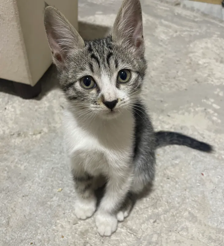 Котята 2 месяц, бесплатно отдам в харошие руки 3 Котята 2 месяц, бесплатно отдам в харошие руки 3